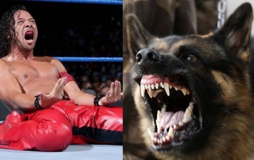 Shinsuke Nakamura seems to be well on the road to recovery after his dog bite incident