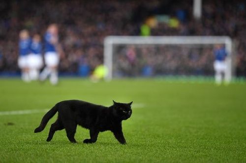 A cat appears halfway through Everton's clash with Wolves