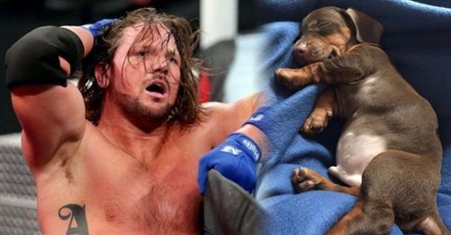 AJ used the photo of his dog to reveal his new contract signing