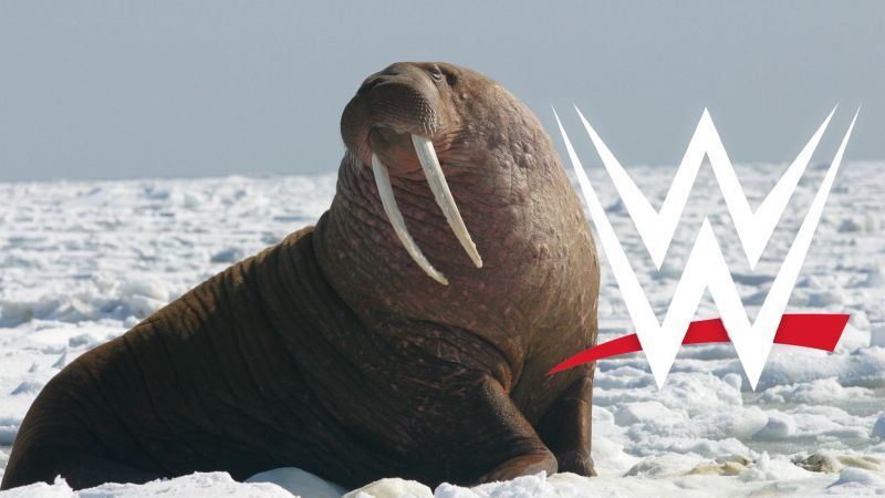 WWE has filed to trademark a strange new term
