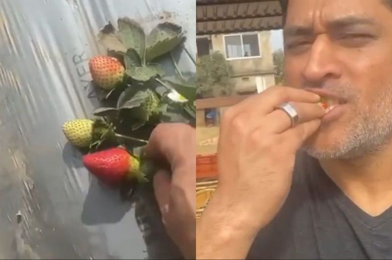 MS Dhoni enjoyed strawberries in his farm