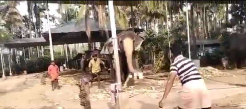 A screengrab of the elephant video tweeted by Michael Vaughan.