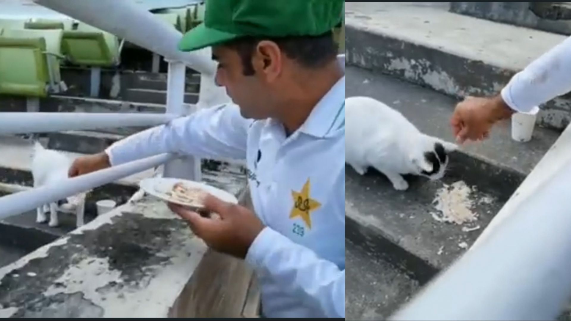 Abid Ali fed a hungry cat during the lunch break of the second Test between Pakistan and Bangladesh