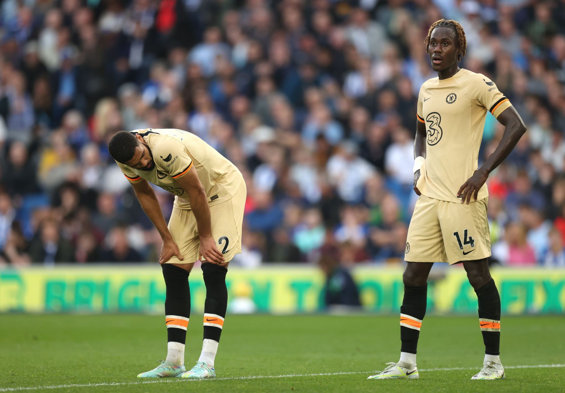 Brighton & Hove Albion v Chelsea FC - Premier League