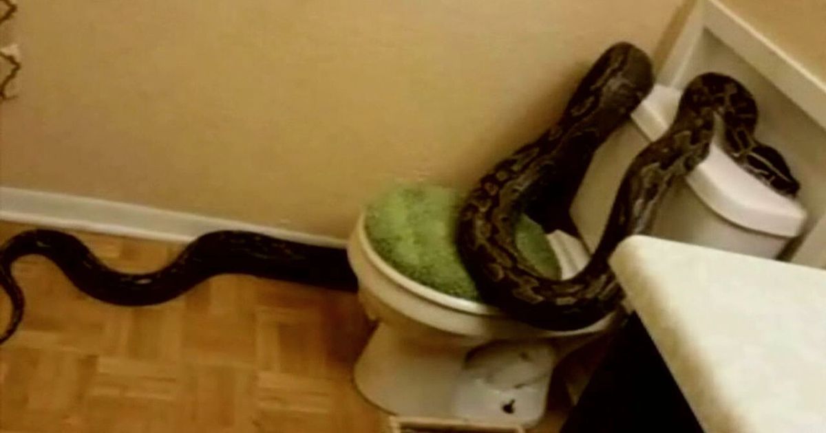 Imagine walking into the shower only to find a 12-foot python casually slithering around.