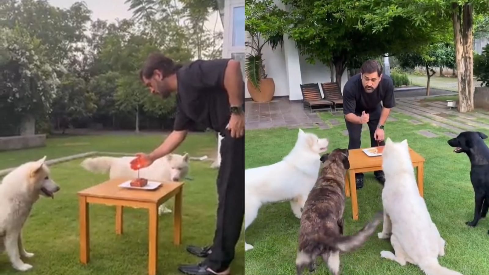 MS Dhoni celebrated his 42nd birthday with his dogs (Image: Instagram)