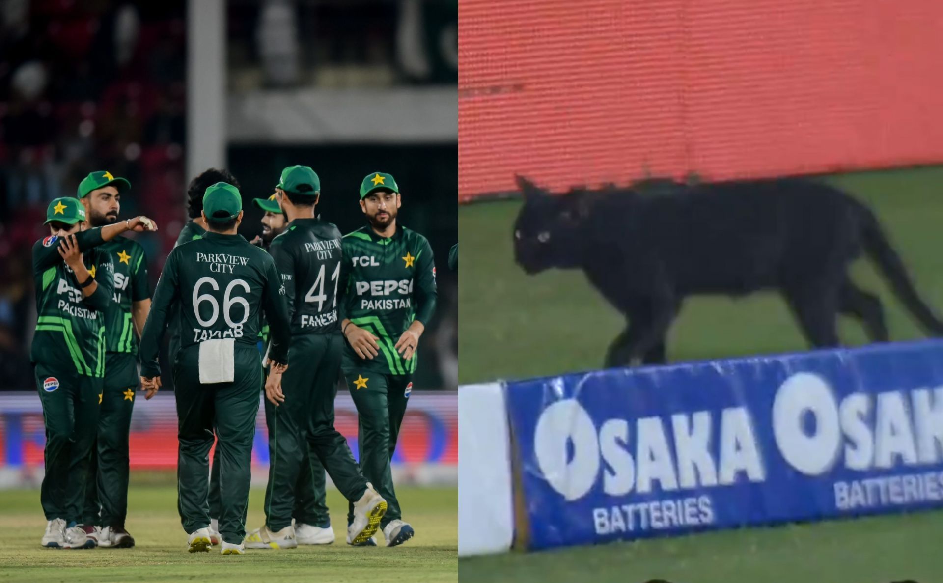 Black cat on the field during Tri-Series final. (Images: @TheRealPCB/X)