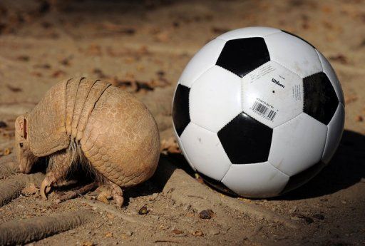 The three-banded armadillo is known as the 