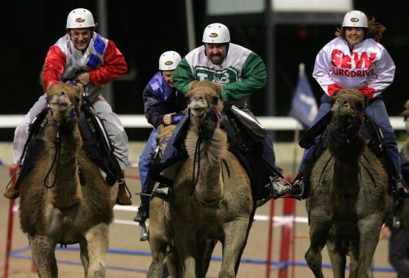 Camel Racing At Harold Park